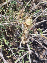 Zygophyllum kaschgaricum (Zygophyllum kaschgaricum)