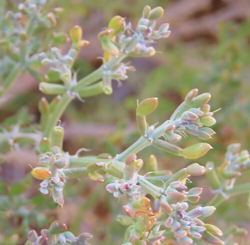 Zygophyllum longistipulatum (Zygophyllum longistipulatum)