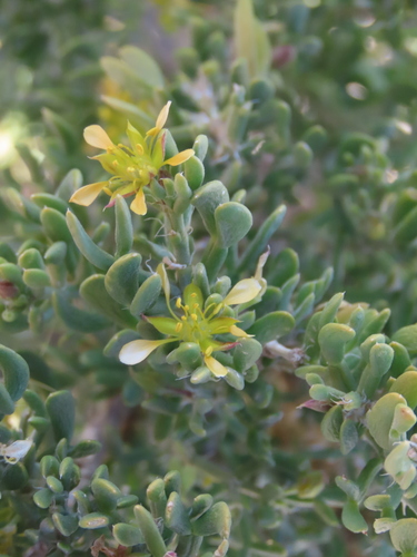 Zygophyllum longistipulatum (Zygophyllum longistipulatum)