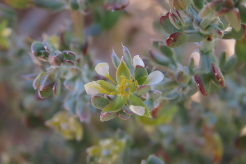 Zygophyllum longistipulatum (Zygophyllum longistipulatum)