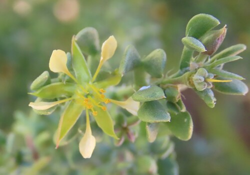 Zygophyllum longistipulatum (Zygophyllum longistipulatum)