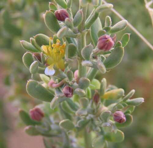 Zygophyllum longistipulatum (Zygophyllum longistipulatum)