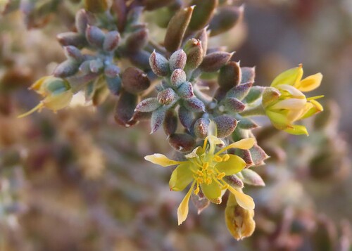 Zygophyllum longistipulatum (Zygophyllum longistipulatum)