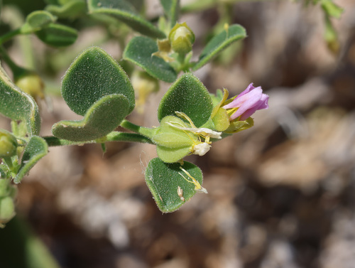 Zygophyllum luntii (Zygophyllum luntii)