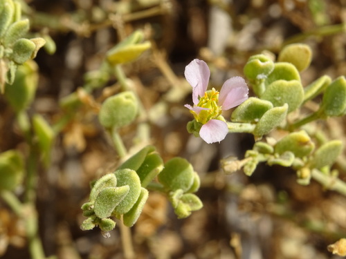 Zygophyllum luntii (Zygophyllum luntii)