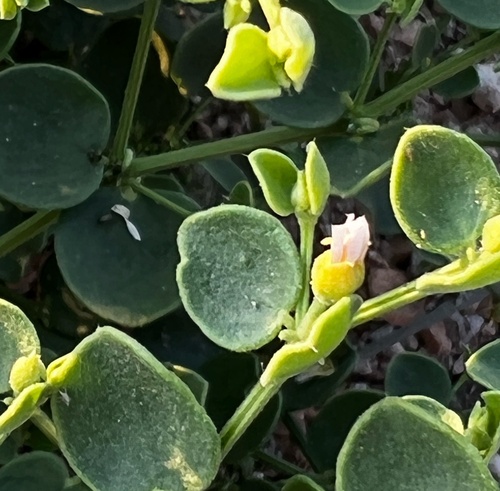 Zygophyllum luntii (Zygophyllum luntii)