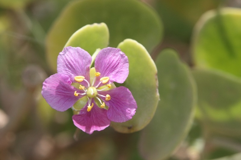 Zygophyllum luntii (Zygophyllum luntii)