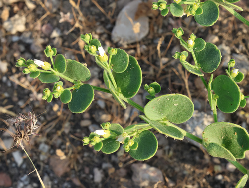 Zygophyllum luntii (Zygophyllum luntii)