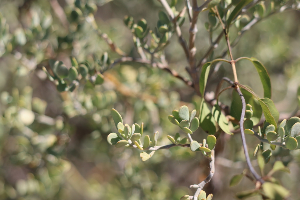 Zygophyllum madecassum (Zygophyllum madecassum)