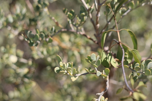 Zygophyllum madecassum (Zygophyllum madecassum)