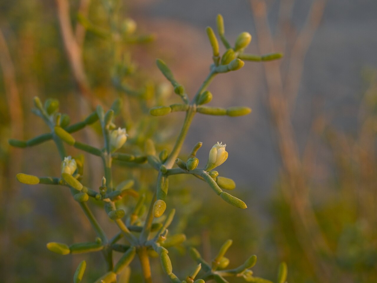 Zygophyllum mandavillei: Zygophyllum mandavillei W from Rub Al Khali Desert camp, Dhofar Gov., Oman