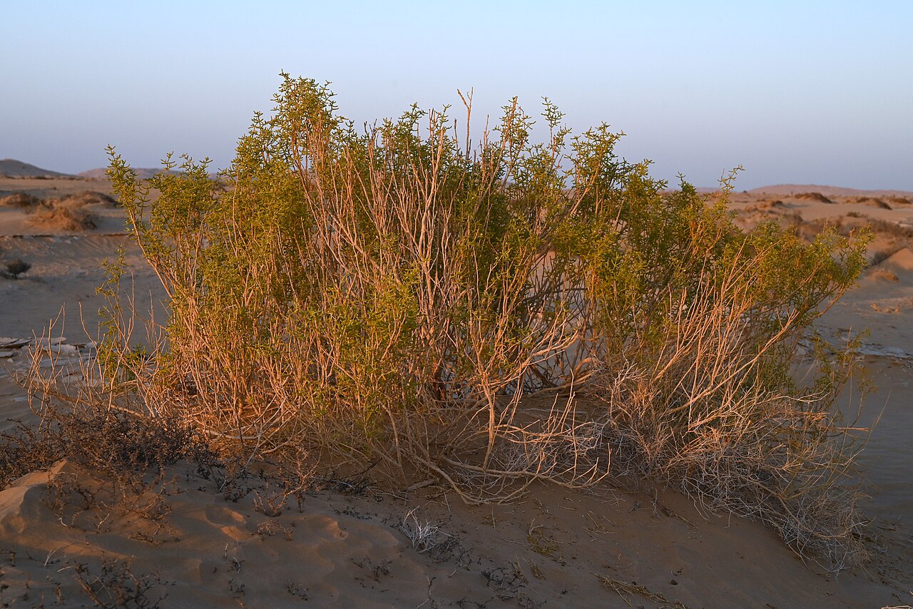 Zygophyllum mandavillei: Zygophyllum mandavillei W from Rub Al Khali Desert camp, Dhofar Gov., Oman
