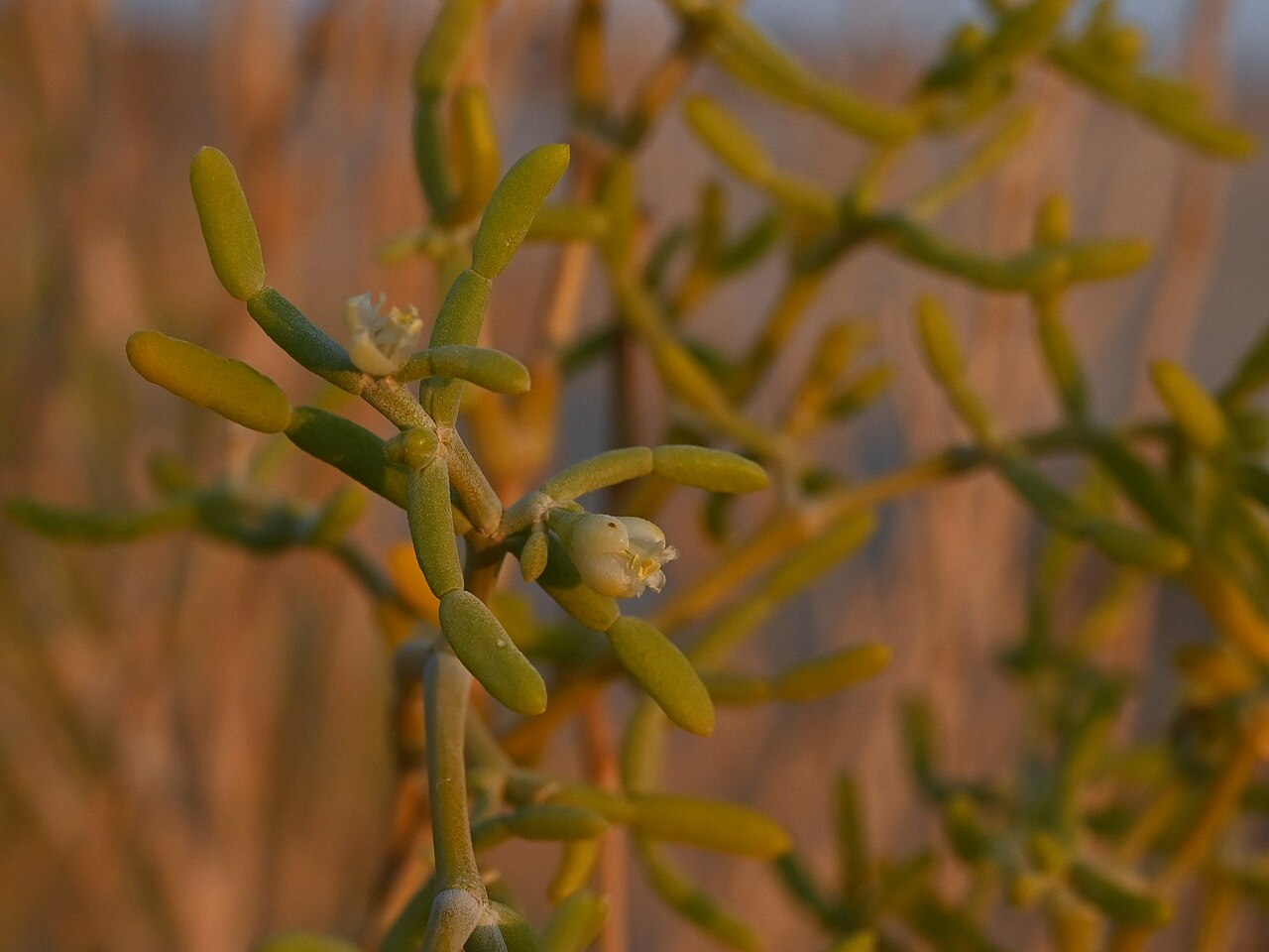 Zygophyllum mandavillei: Zygophyllum mandavillei W from Rub Al Khali Desert camp, Dhofar Gov., Oman