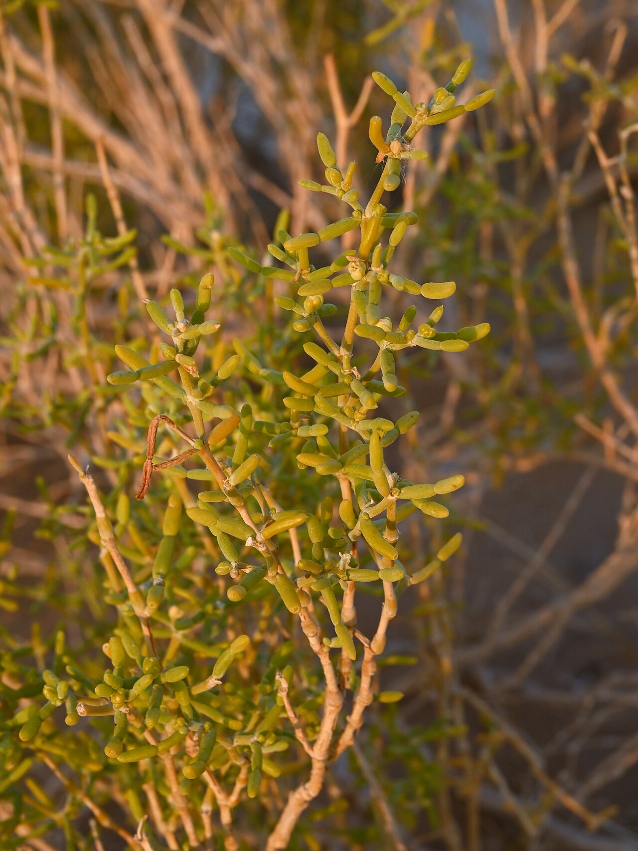 Zygophyllum mandavillei: Zygophyllum mandavillei W from Rub Al Khali Desert camp, Dhofar Gov., Oman