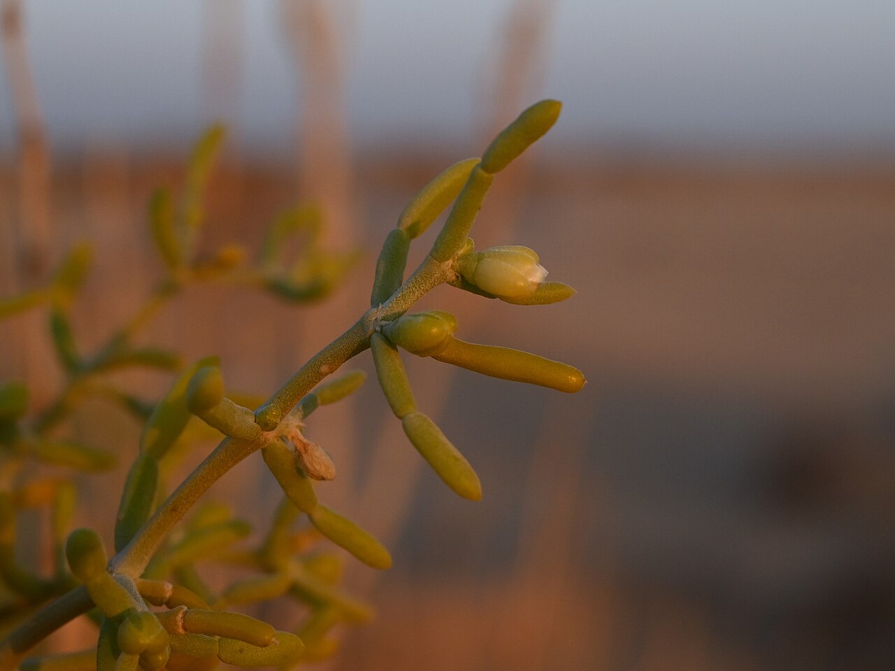 Zygophyllum mandavillei: Zygophyllum mandavillei W from Rub Al Khali Desert camp, Dhofar Gov., Oman
