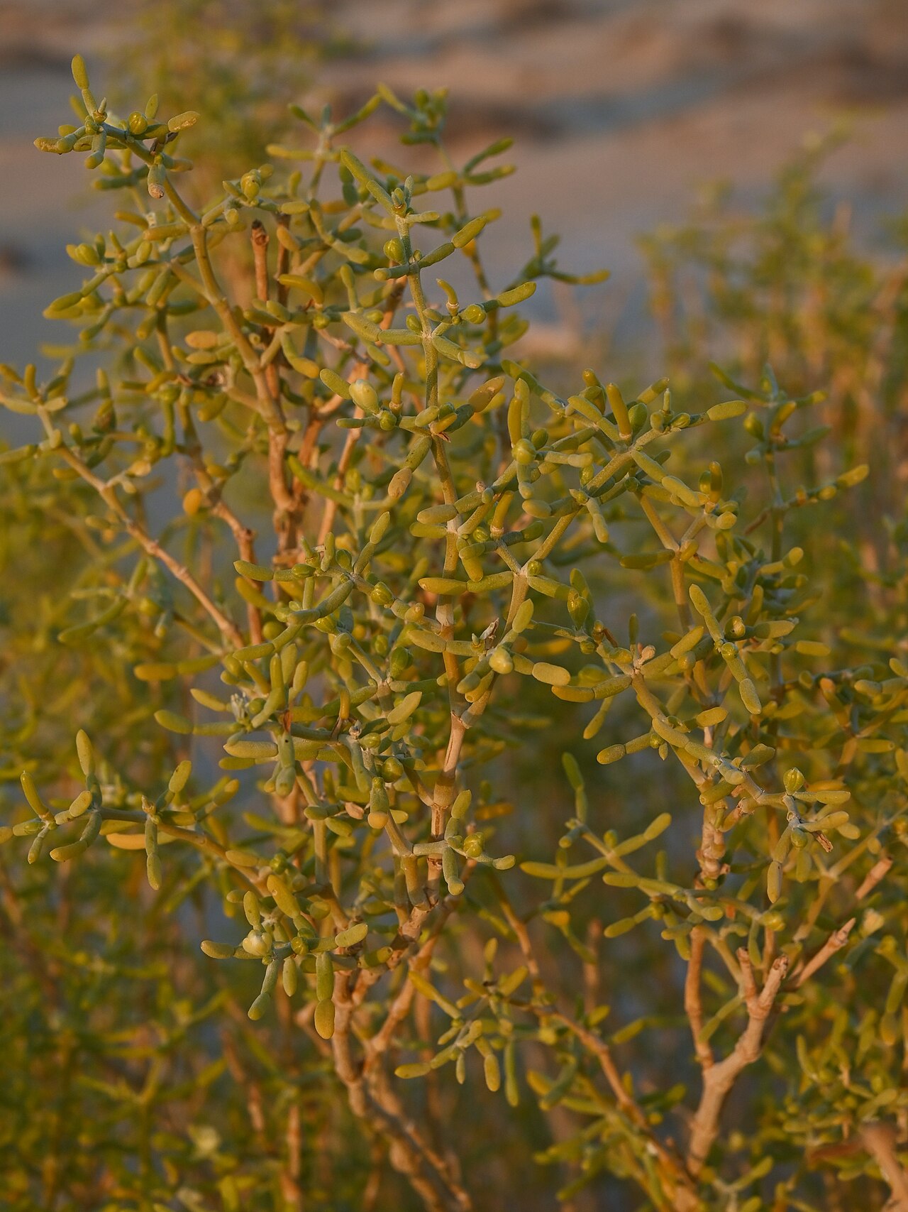 Zygophyllum mandavillei: Zygophyllum mandavillei W from Rub Al Khali Desert camp, Dhofar Gov., Oman