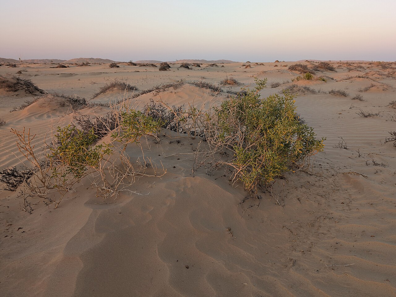 Zygophyllum mandavillei: Zygophyllum mandavillei NW from Rub Al Khali Desert camp, Dhofar, Oman