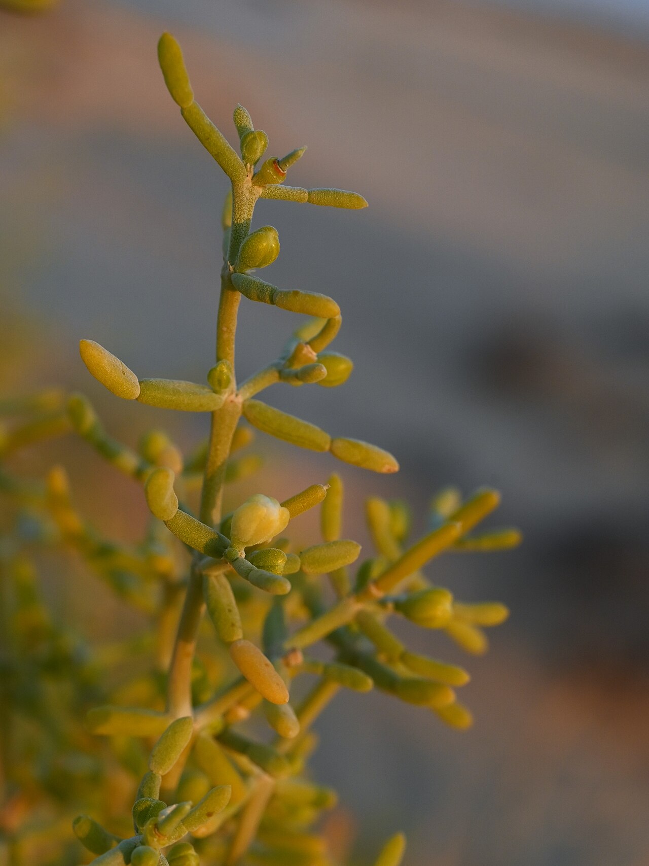 Zygophyllum mandavillei: Zygophyllum mandavillei W from Rub Al Khali Desert camp, Dhofar Gov., Oman