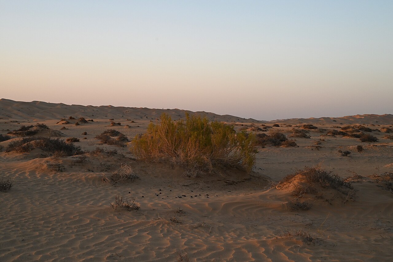 Zygophyllum mandavillei: Zygophyllum mandavillei W from Rub Al Khali Desert camp, Dhofar Gov., Oman