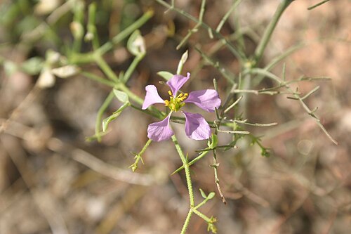 Sticky fagonbush: Fagonia pachyacantha , Coachella Valley, Riverside, California, USA.