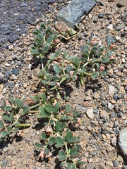 Zygophyllum rosowii (Zygophyllum rosowii)