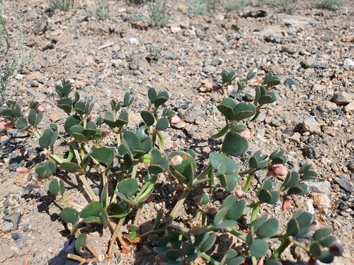 Zygophyllum rosowii (Zygophyllum rosowii)