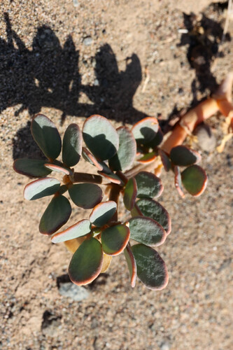 Zygophyllum rosowii (Zygophyllum rosowii)