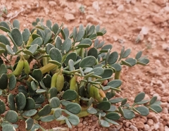 Zygophyllum rosowii (Zygophyllum rosowii)