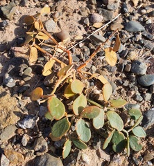Zygophyllum rosowii (Zygophyllum rosowii)