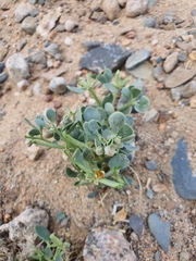 Zygophyllum rosowii (Zygophyllum rosowii)
