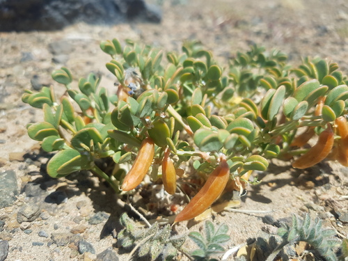 Zygophyllum rosowii (Zygophyllum rosowii)