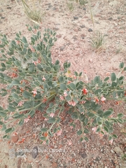 Zygophyllum rosowii (Zygophyllum rosowii)