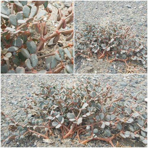 Zygophyllum rosowii (Zygophyllum rosowii)