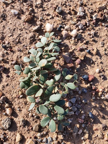 Zygophyllum rosowii (Zygophyllum rosowii)