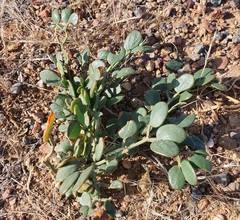 Zygophyllum rosowii (Zygophyllum rosowii)