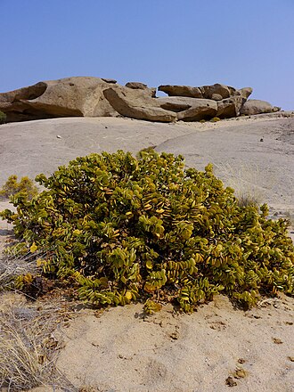 Zygophyllum stapffii: Tetraena (syn. Zygophyllum) stapffii in Vogelfederberg (Namibia).