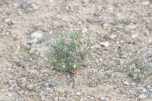 Zygophyllum turcomanicum (Zygophyllum turcomanicum)