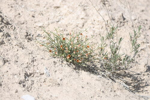 Zygophyllum turcomanicum (Zygophyllum turcomanicum)