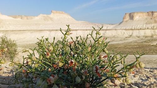 Zygophyllum turcomanicum (Zygophyllum turcomanicum)