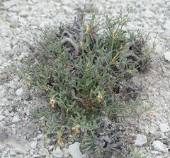 Zygophyllum turcomanicum (Zygophyllum turcomanicum)