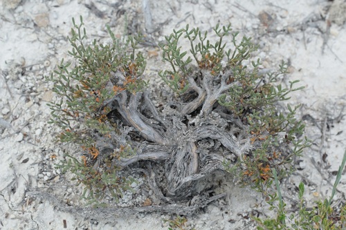Zygophyllum turcomanicum (Zygophyllum turcomanicum)