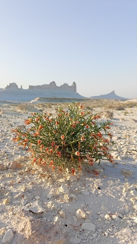 Zygophyllum turcomanicum (Zygophyllum turcomanicum)
