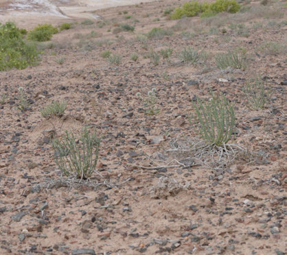 Zygophyllum xanthoxylum: Semi-desert with Zygophyllum ferganense, Anabasis salsa and Echinops nanus near Asht in Fergana Basin, Tajikistan