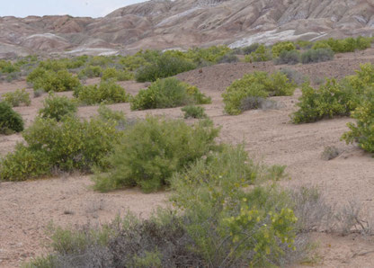 Zygophyllum xanthoxylum: The shrubs on saline soils with Zygophyllum ferganense and Ephedra strobilacea near Asht in Fergana Valley, Tajikistan